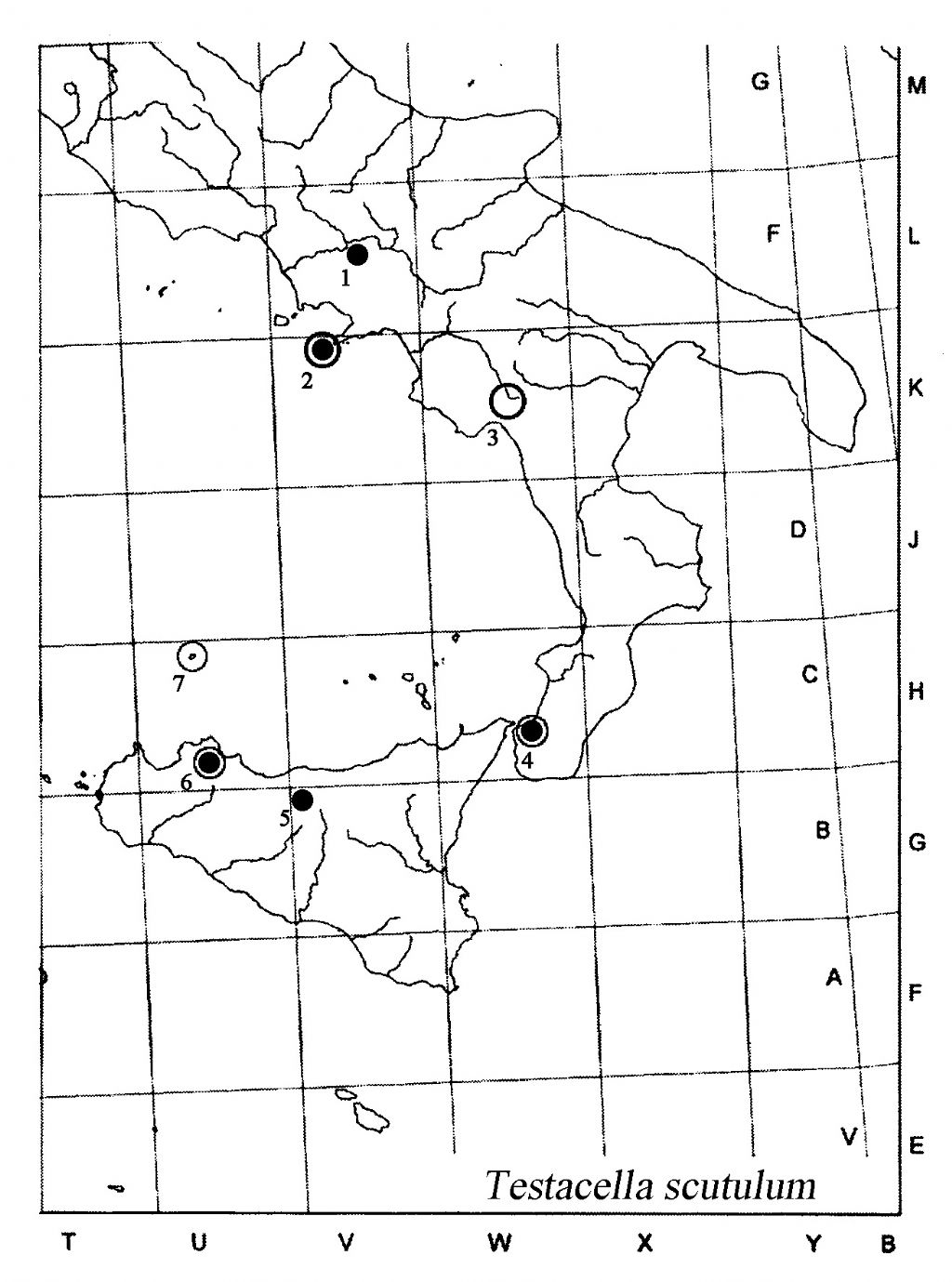 Testacella scutulum